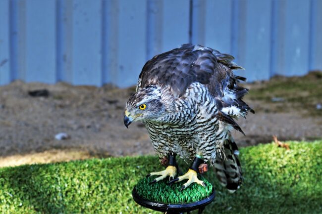 goshawk