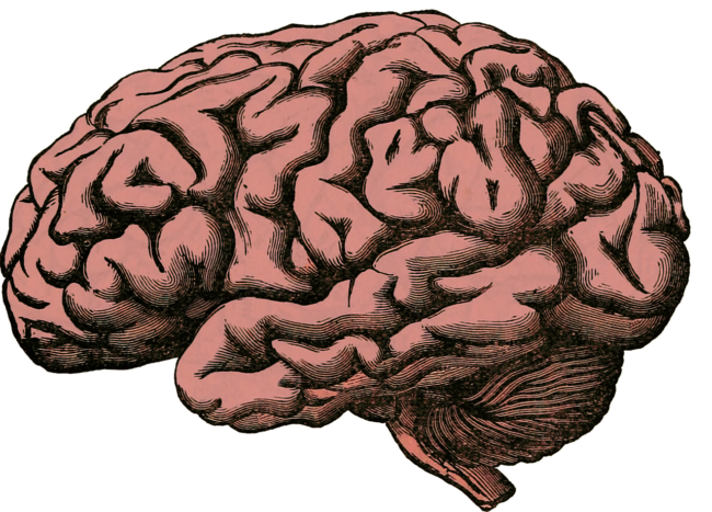 brain health