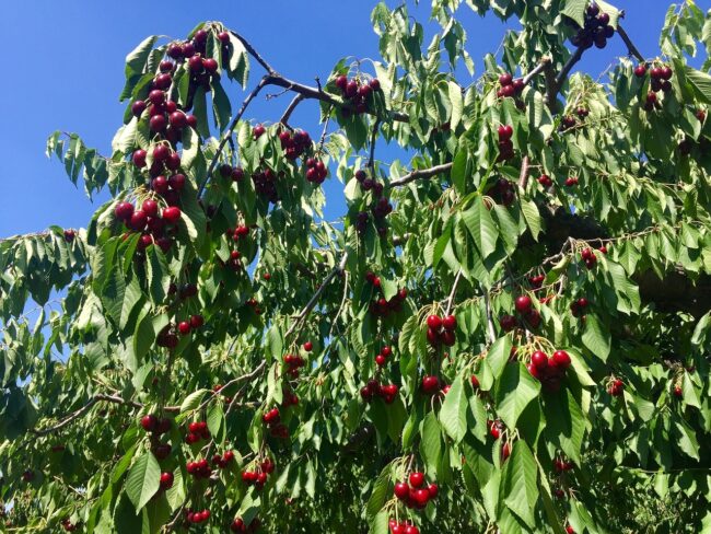 cherry tree branches heavy with fruit