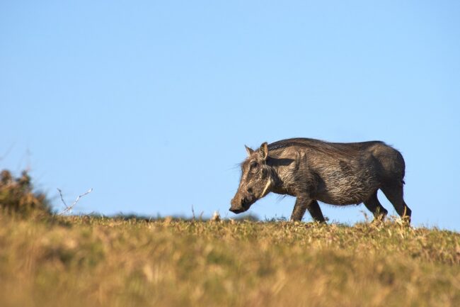pig, warthog