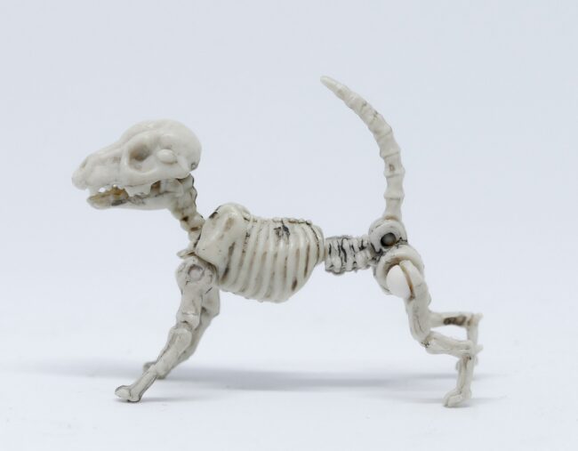 bone dog