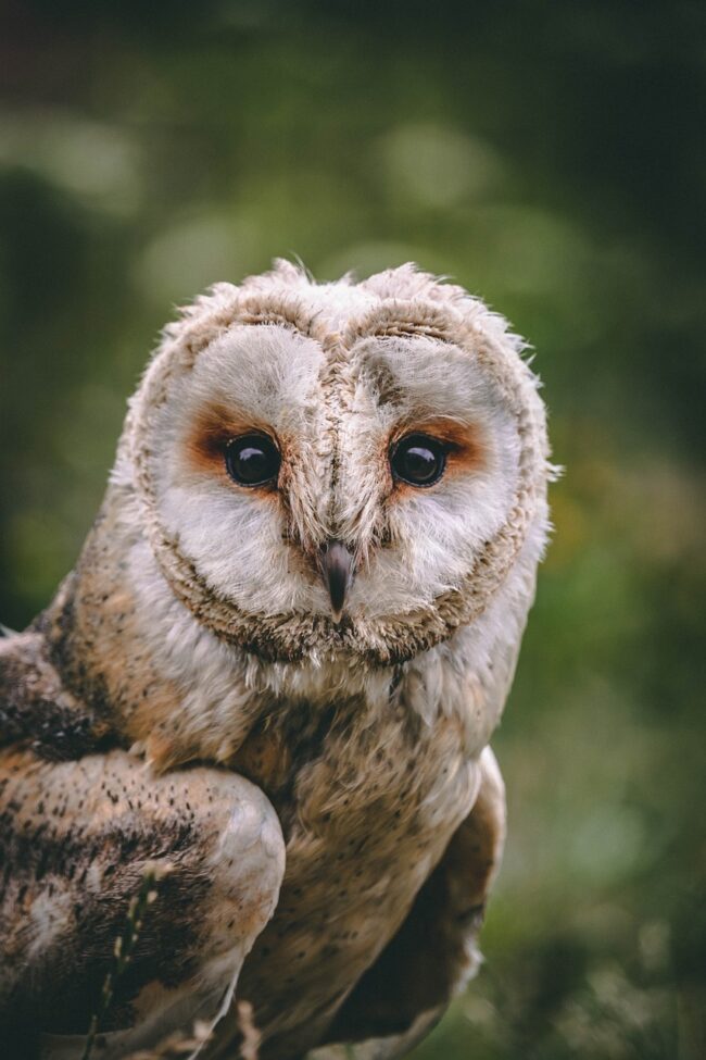 owl looking straight at the camera