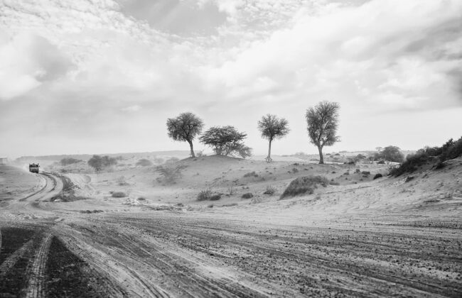 black-and-white photo of a dusty road and windswept trees